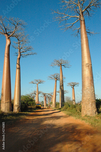 Canvas Print l'allée des baobabs