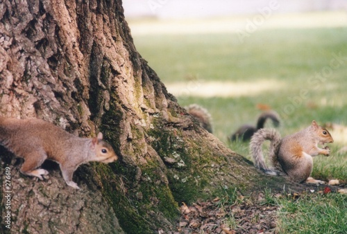 squirrels searching