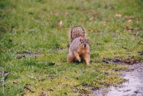 squirrel
