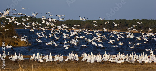 snow geese taking off