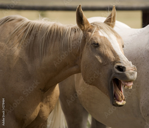 humorous horse