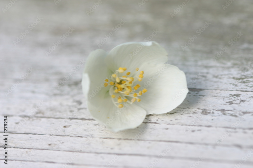 jasmine jasmine