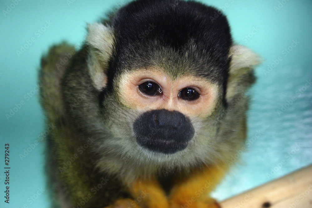 Obraz premium monkey