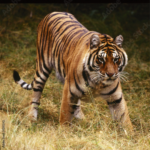 tiger