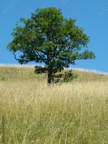 lonely tree