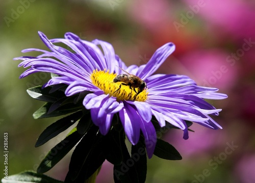 purple daisy and bee
