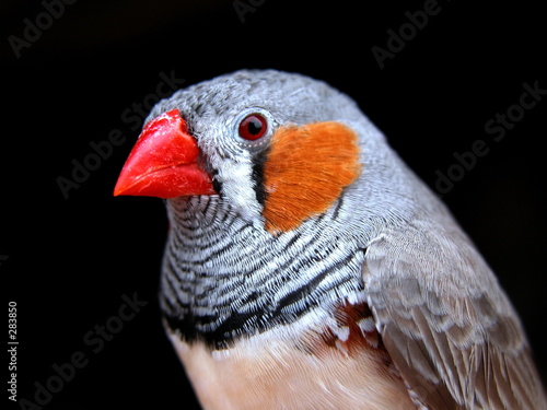 Quadro em tela my photogenic bird