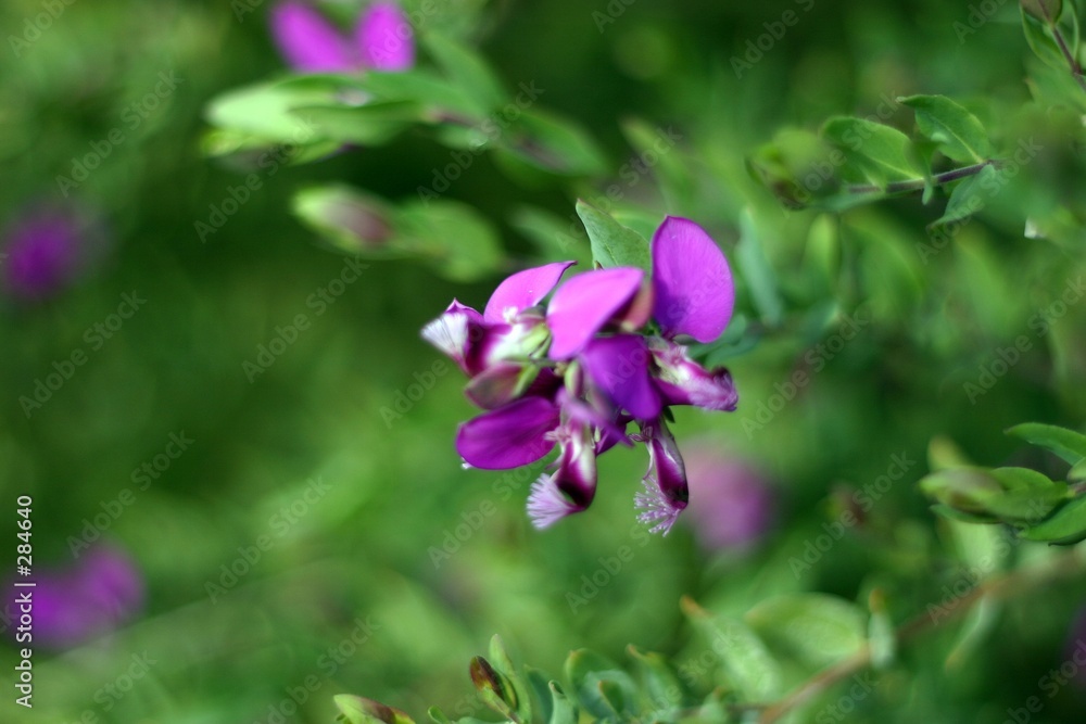 fuzzy flower