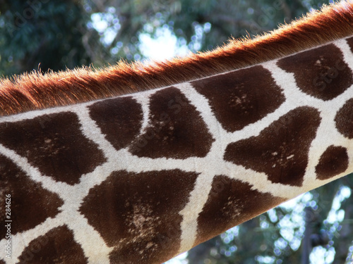 giraffe neck