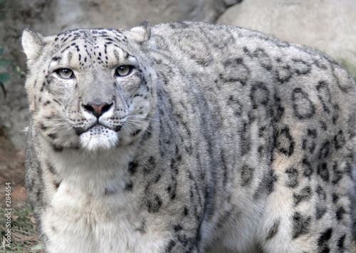 snow leopard