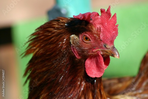chicken's head