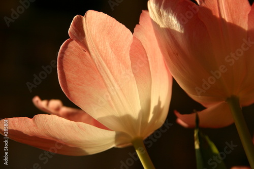 rosa tulpenkelche photo