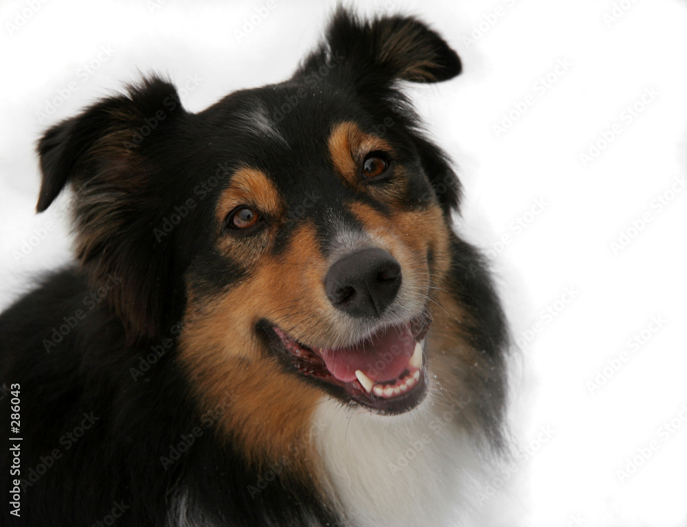 isolated dog isolated dog