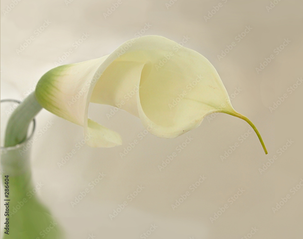 Obraz premium cally lily in vase