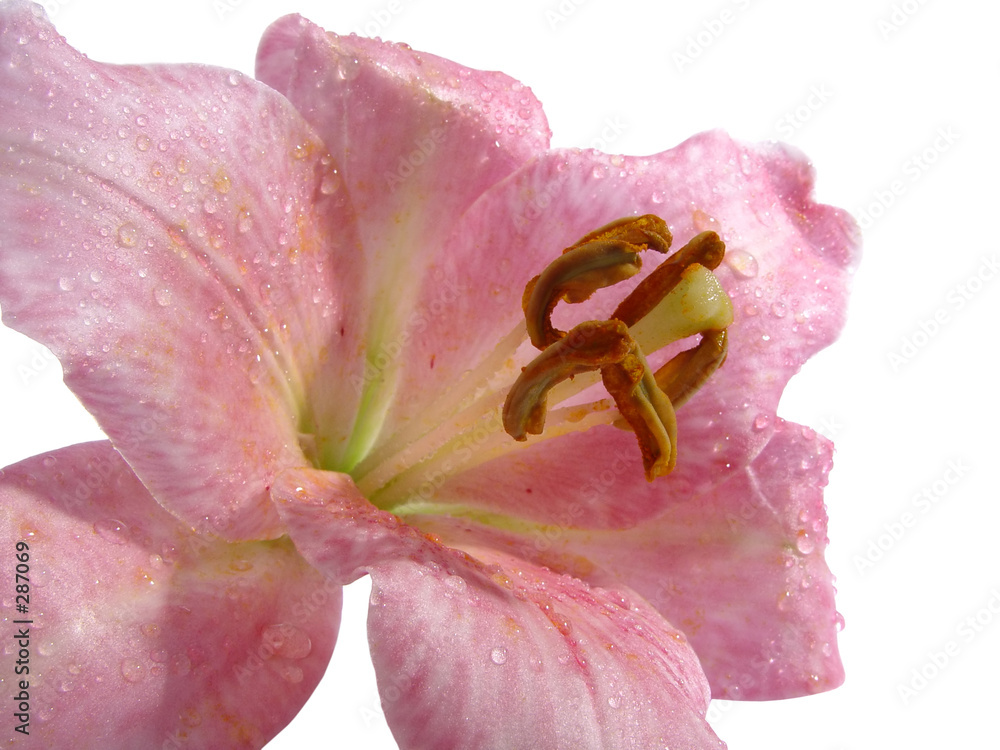 Konstfotografi lily in dew
