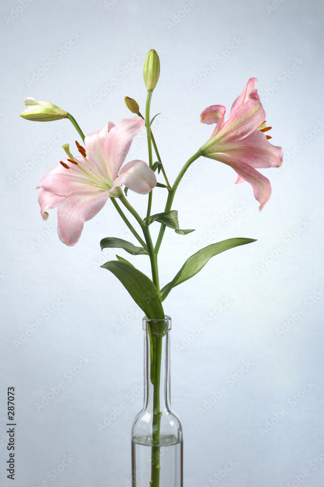 two pink lilies (1)