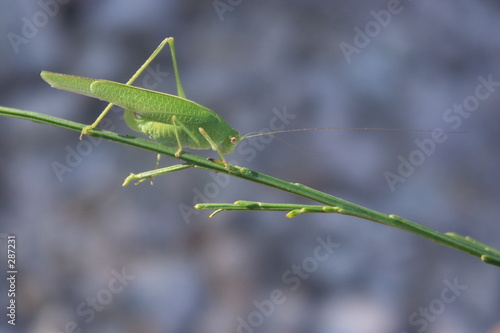 sauterelle sur une herbe