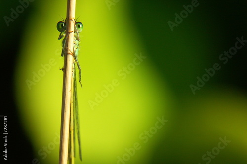libellule derriere un brin herbe sur un fond vert photo