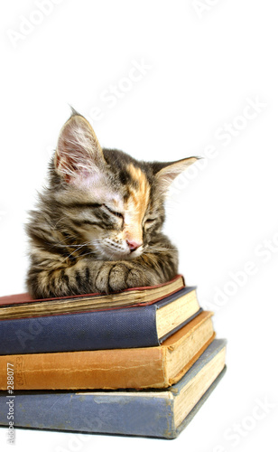 gato y libros