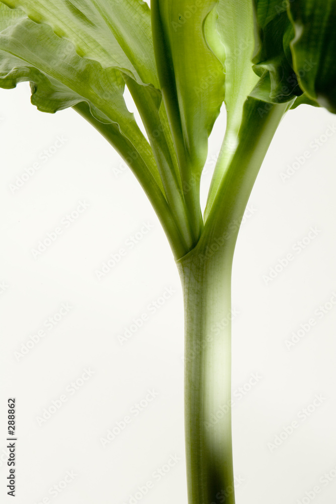 Fototapeta premium plant