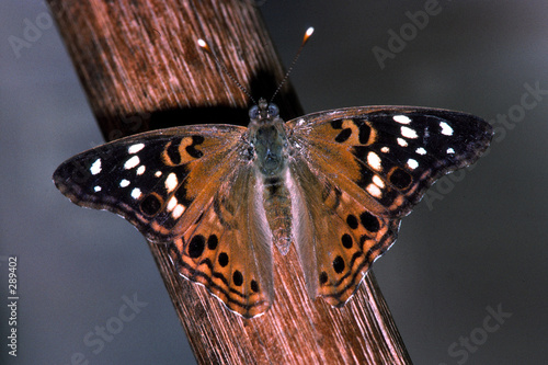 hackberry butterfly sunning photo