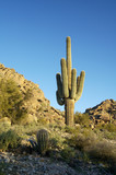 saguaro cactus 1