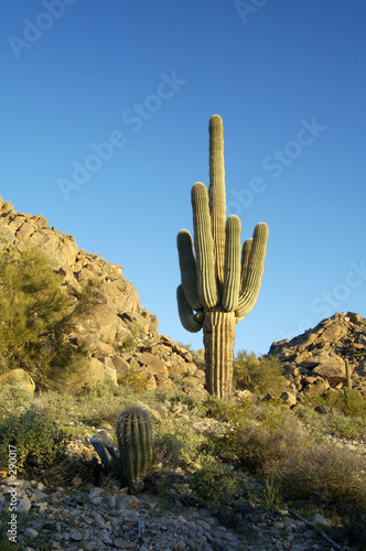 saguaro cactus 1