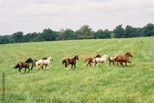yearlings galloping
