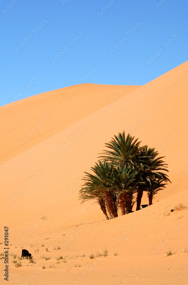 des palmiers dans le désert