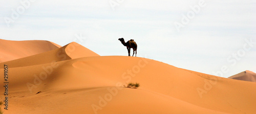 un chameau dans le désert
