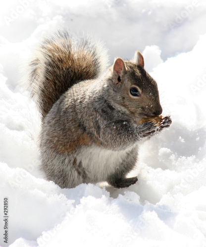 Canvas-taulu peanut muncher