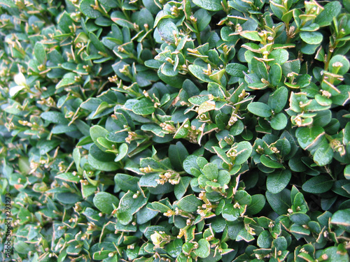box hedge
