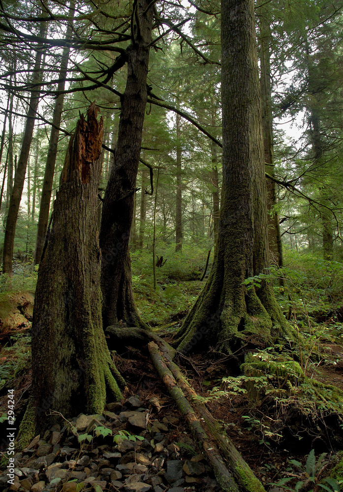 old growth forest old growth forest