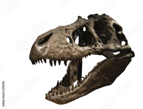 tyrannosaurus rex skull © Tyler Olson