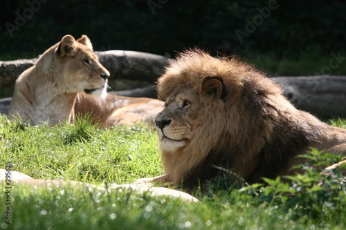 lion et lionne