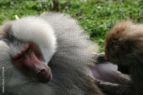 babouin hamadryas