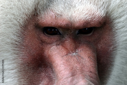 babouin hamadryas détail visage