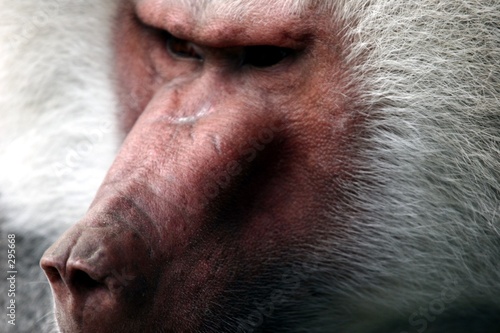 babouin hamadryas détail visage