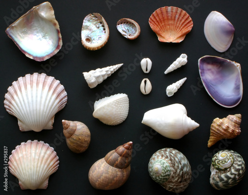 australian seashells
