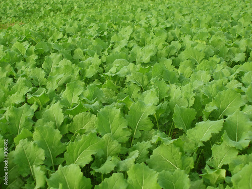 Quadro em tela turnips