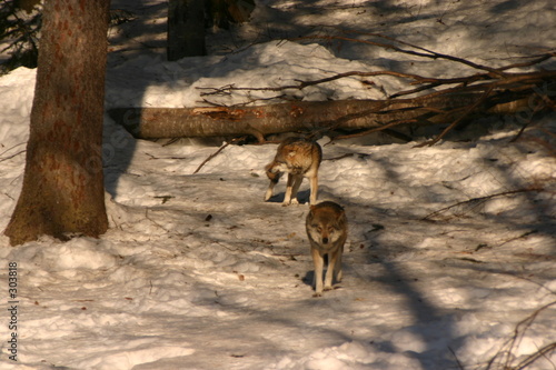 loups marchant dans la neige