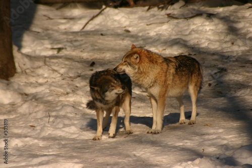 couple de loup