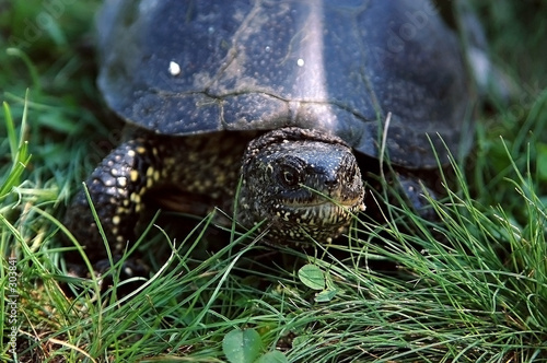turtle in a grass
