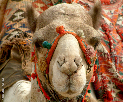 curious camel photo