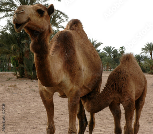 fast food, camel-style