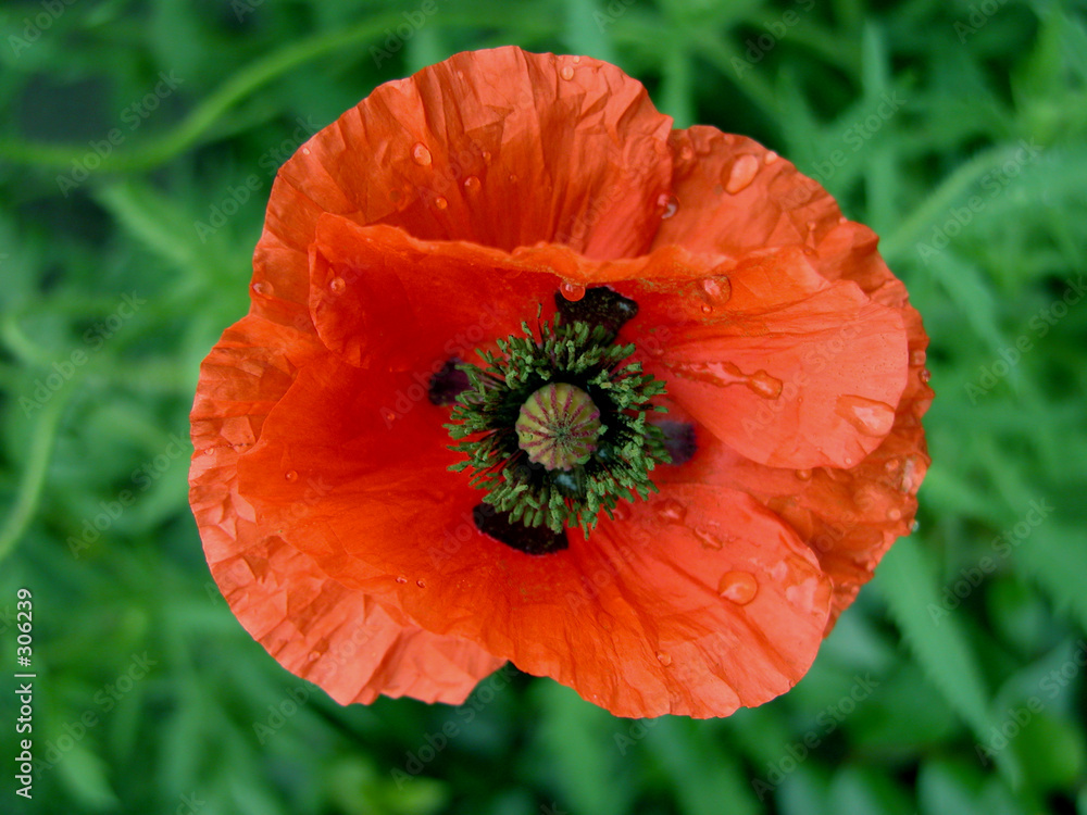 Fototapeta premium wet poppy