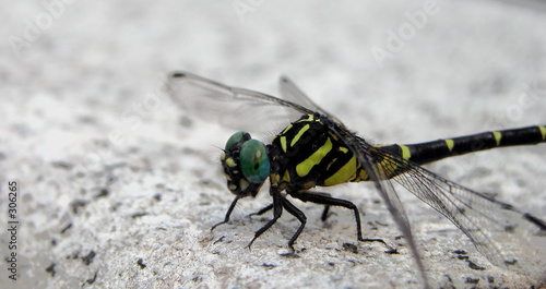 dragonfly © Provisualstock.com