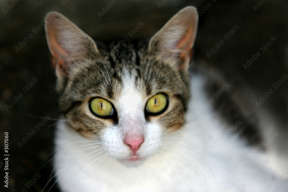 curious kitten curious kitten