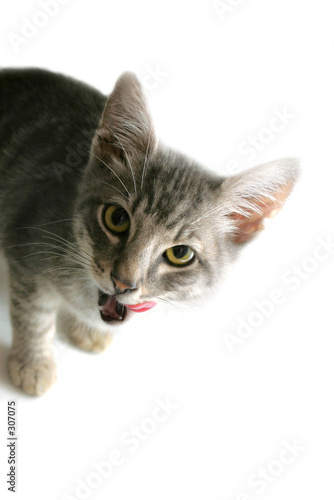 licking kitten