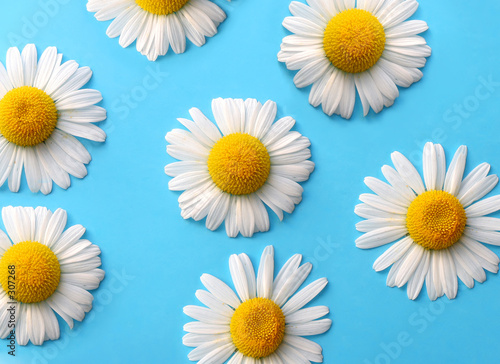 daisy background © Tinka